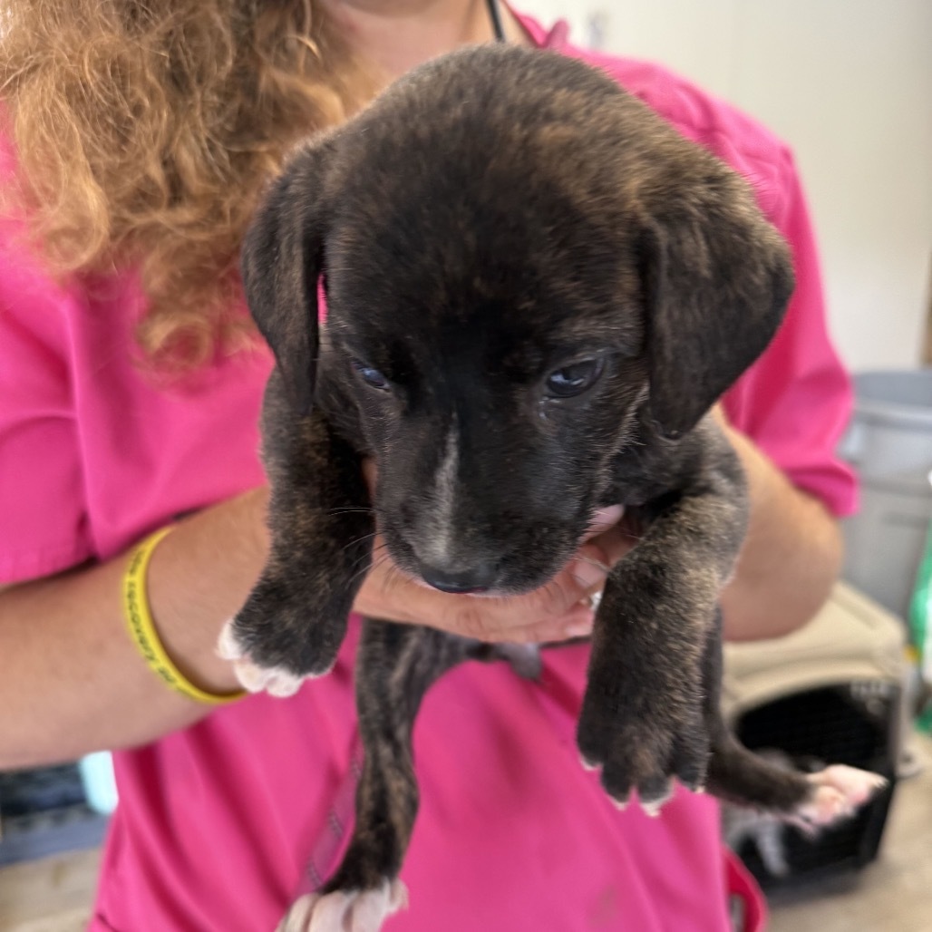 CT Fawn avail Oct 11 (Workspace- Manchester, CT)