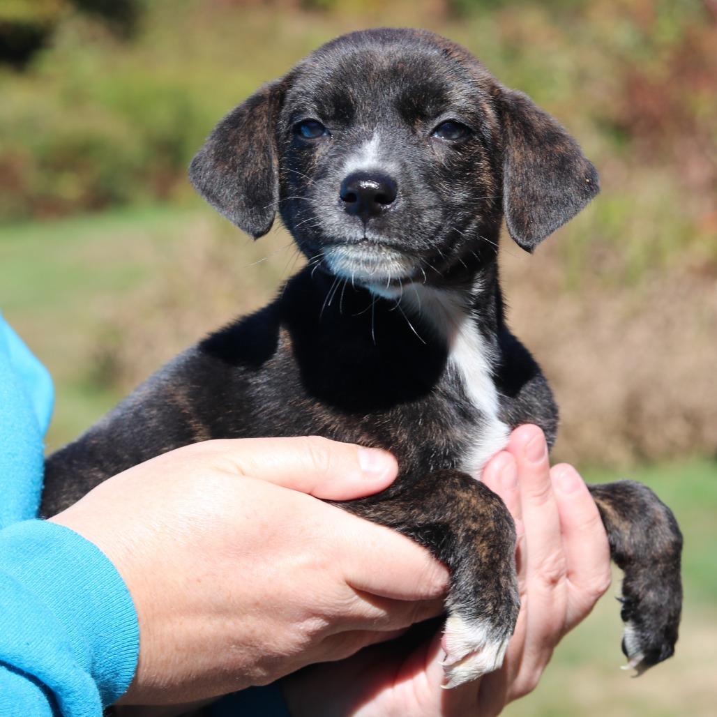 CT Fawn avail Oct 11 (Workspace- Manchester, CT)