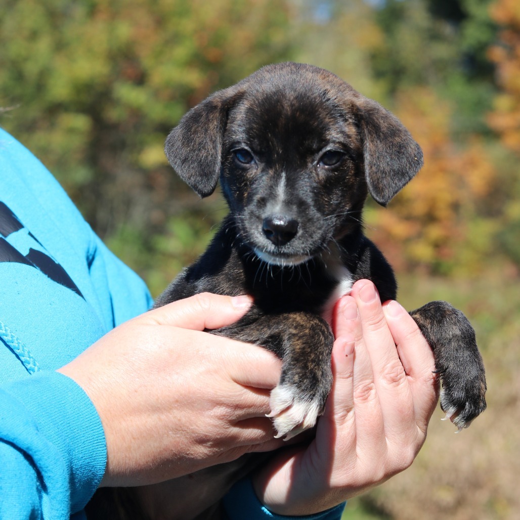 CT Fawn avail Oct 11 (Workspace- Manchester, CT)