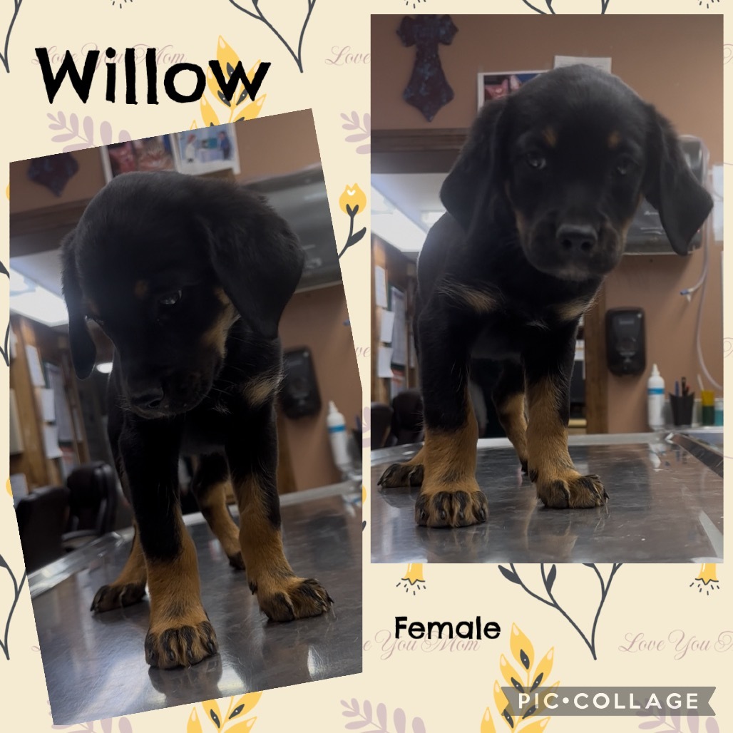 CT Willow