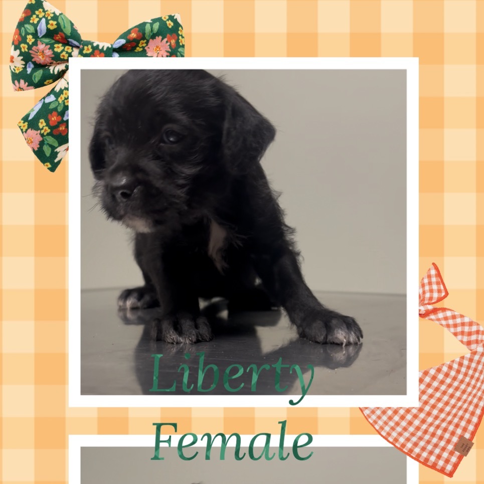 CT Liberty