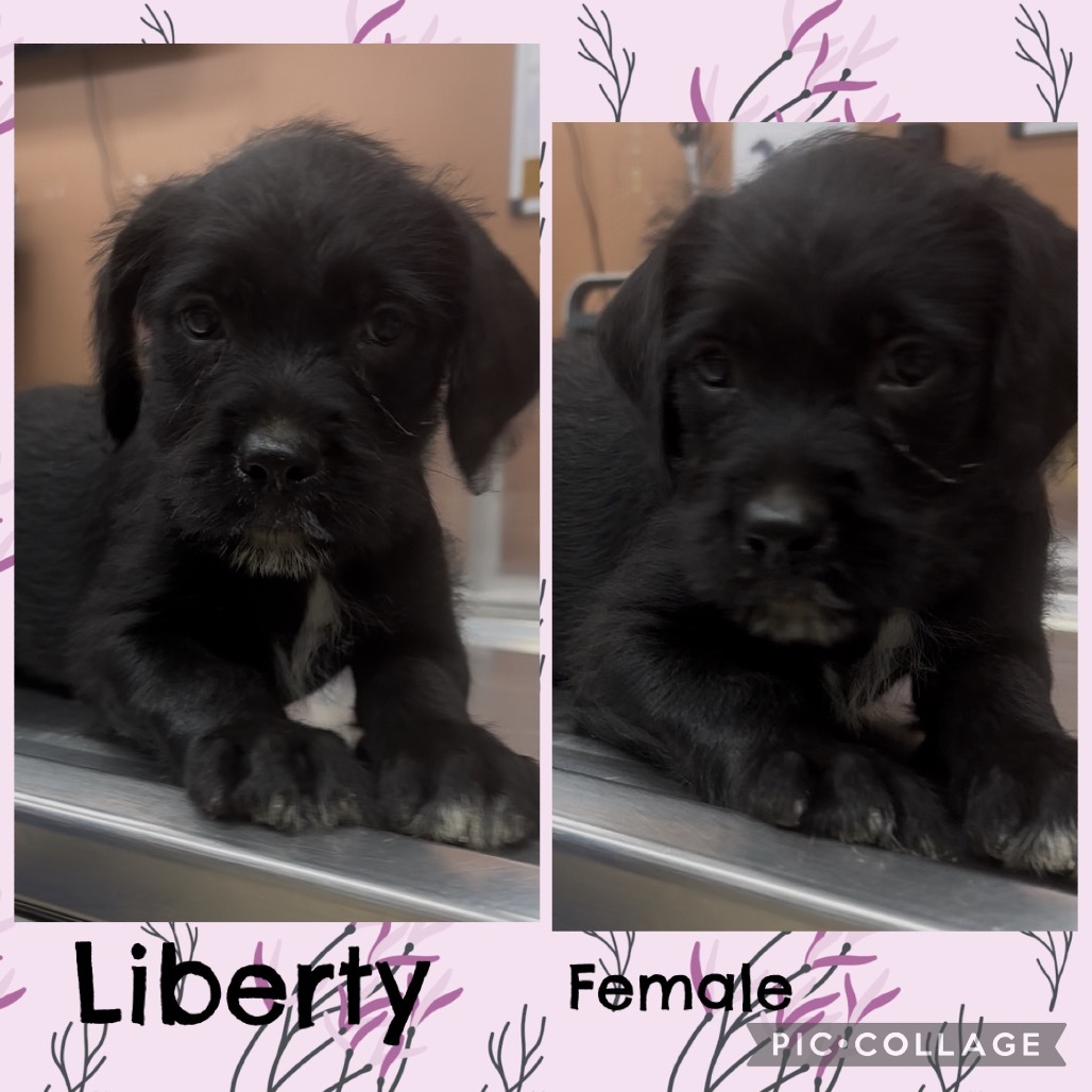 CT Liberty