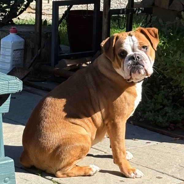 NY Luna (Foster in Yorktown)