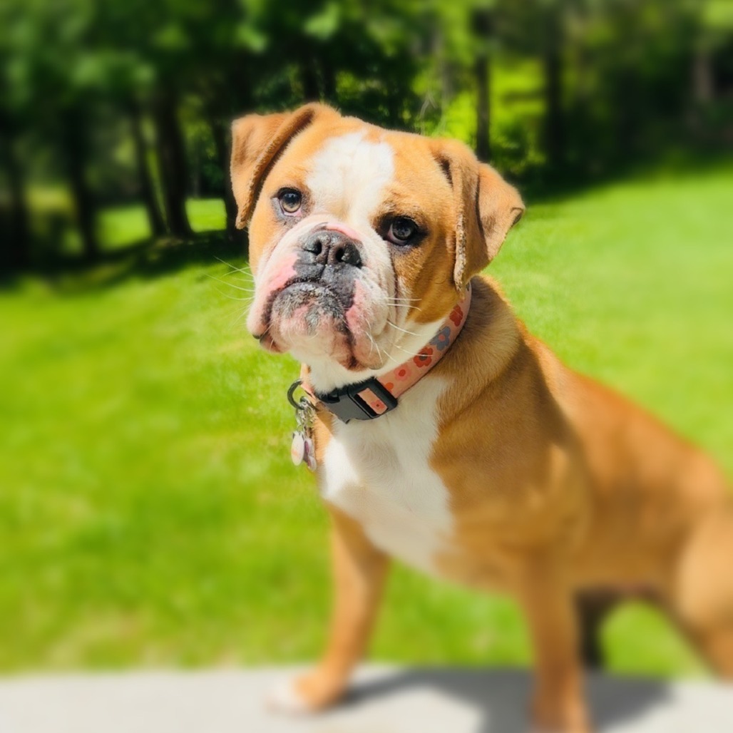 NY Luna (Foster in Yorktown)