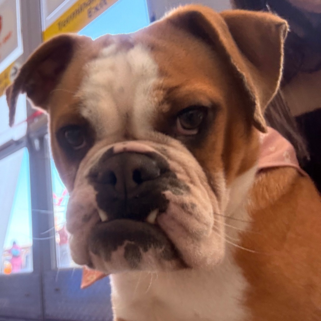 NY Luna (Foster in Yorktown)