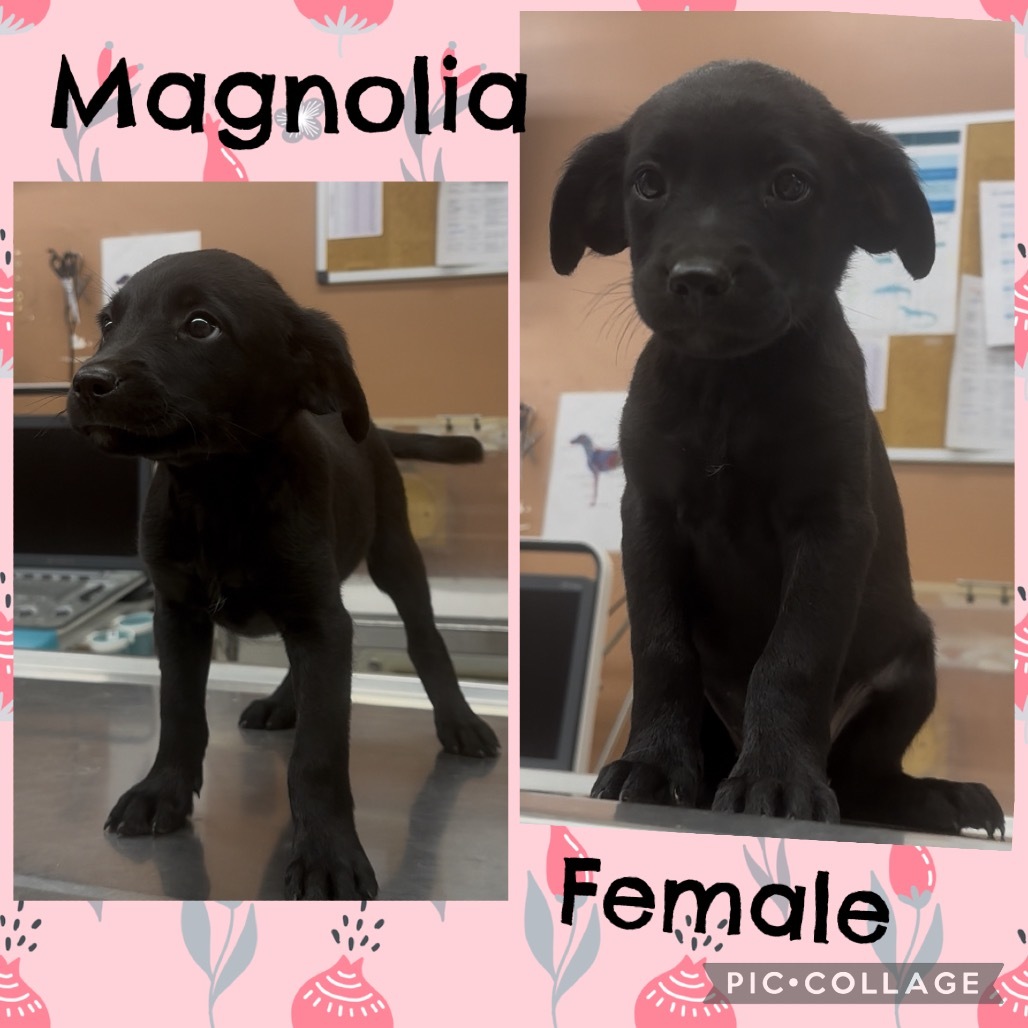 CT Magnolia
