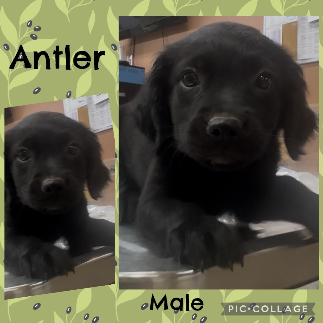 CT Antler