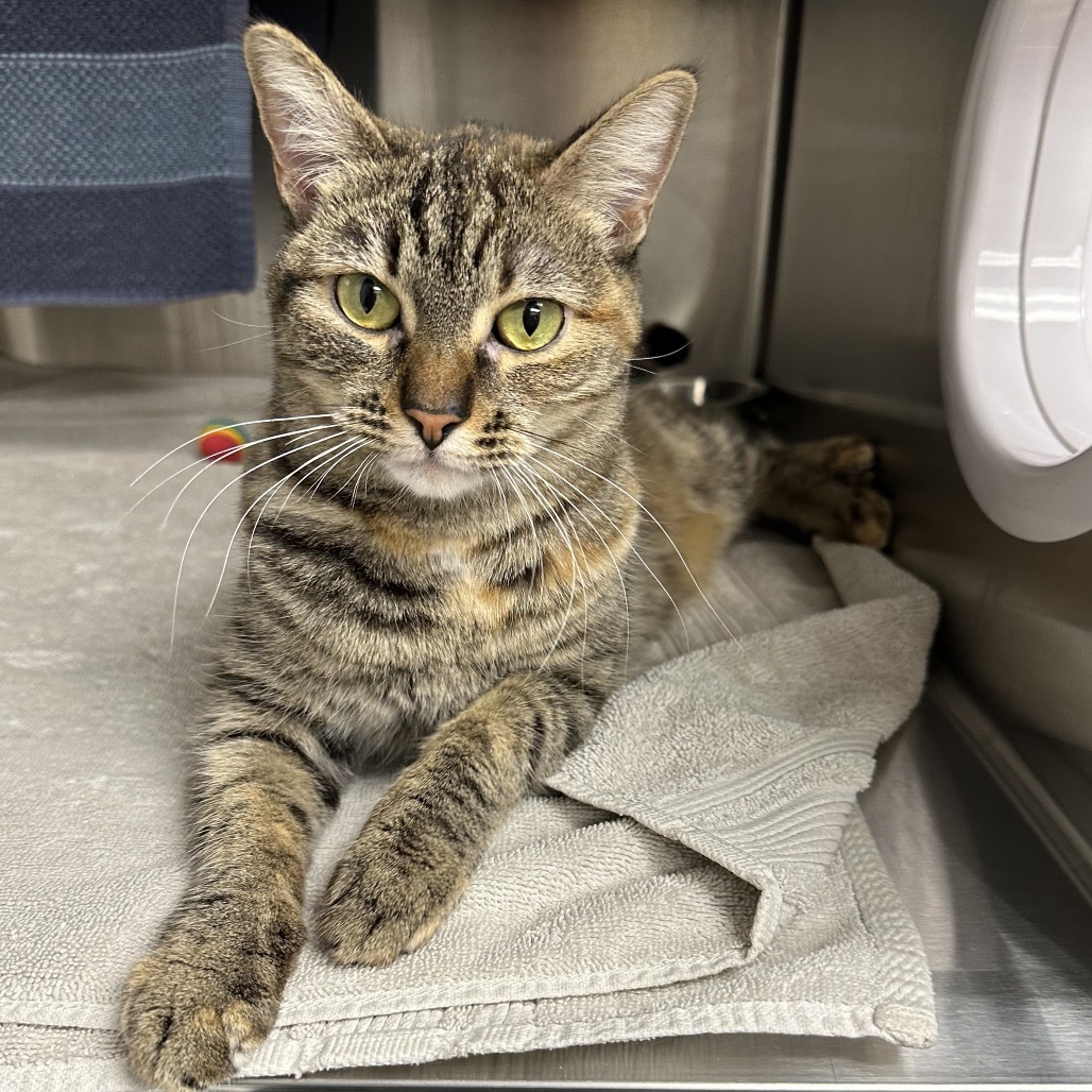 Callie, an adoptable Domestic Short Hair in Hailey, ID, 83333 | Photo Image 1