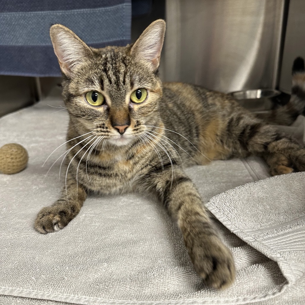 Callie, an adoptable Domestic Short Hair in Hailey, ID, 83333 | Photo Image 2