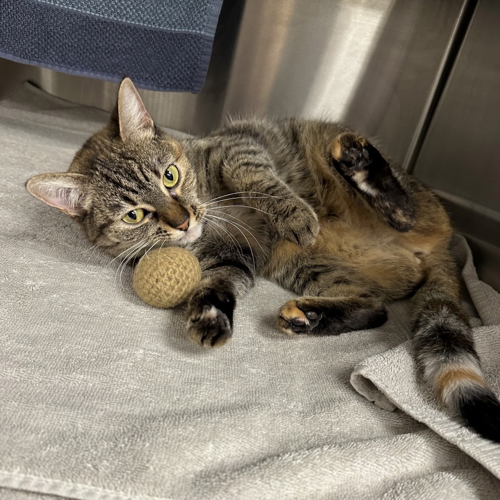 Callie, an adoptable Domestic Short Hair in Hailey, ID, 83333 | Photo Image 4