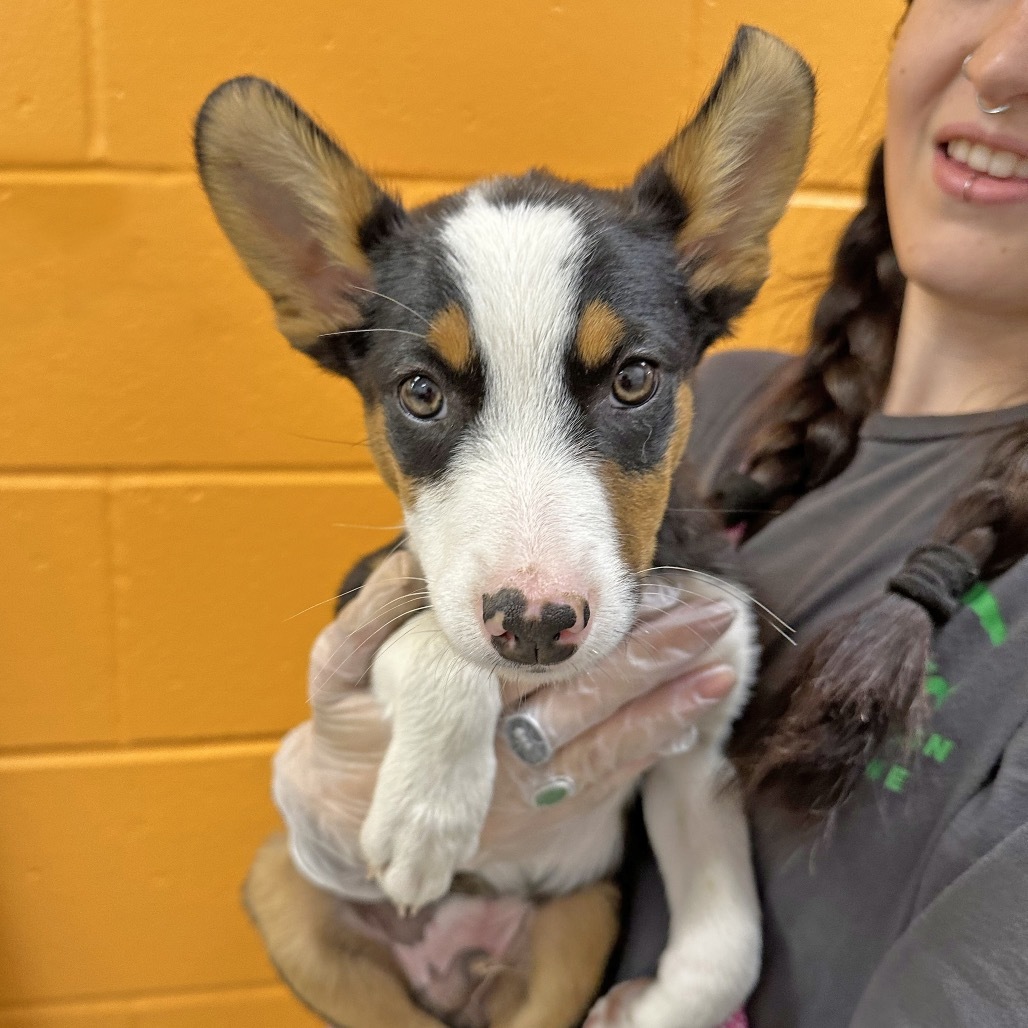 Stu, an adoptable Mixed Breed in Hailey, ID, 83333 | Photo Image 1