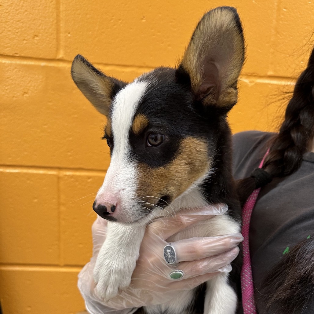 Stu, an adoptable Mixed Breed in Hailey, ID, 83333 | Photo Image 2