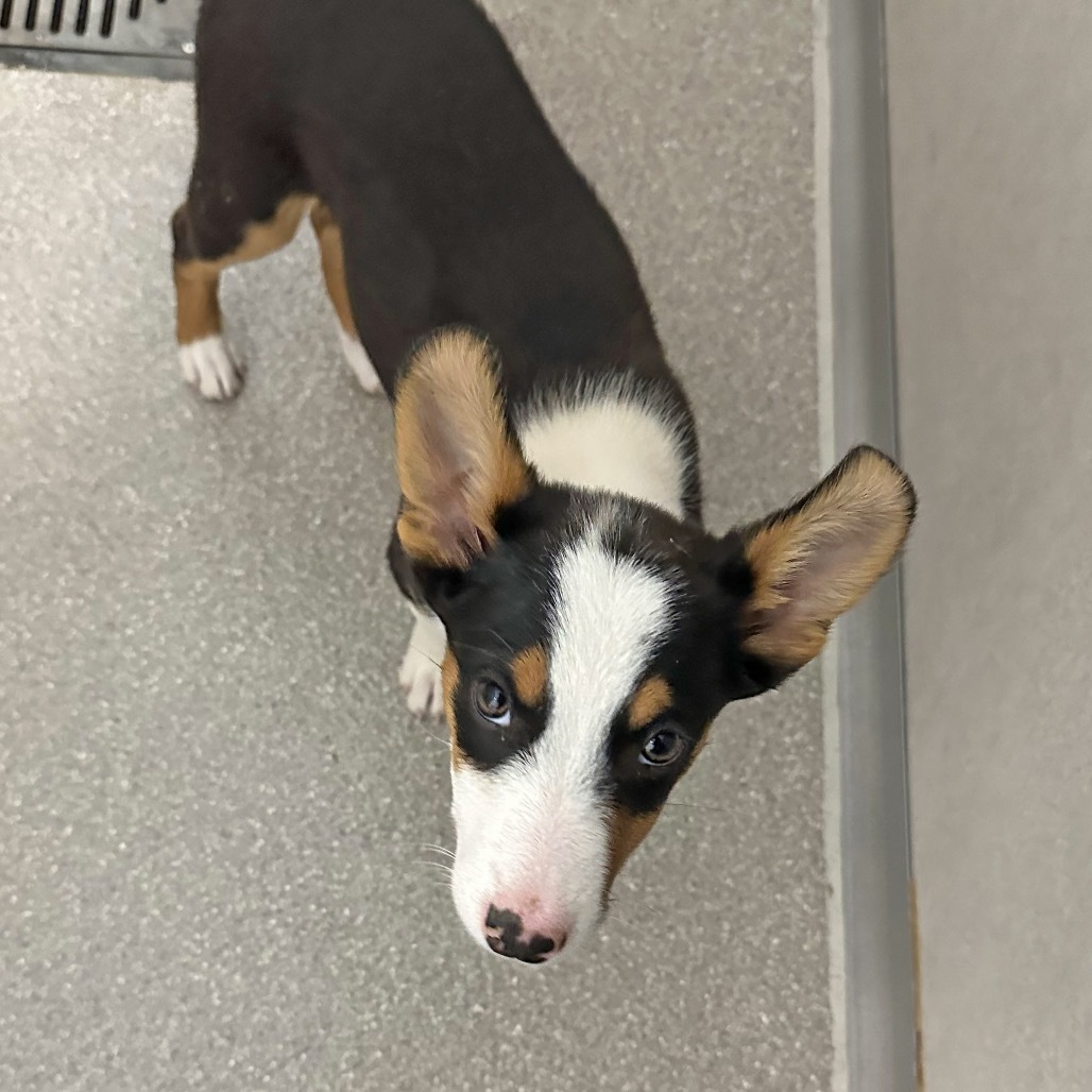 Stu, an adoptable Mixed Breed in Hailey, ID, 83333 | Photo Image 3