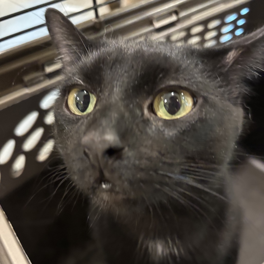 Edgar