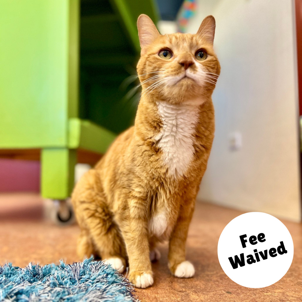Tig, an adoptable Domestic Short Hair in Glenwood Springs, CO, 81601 | Photo Image 1
