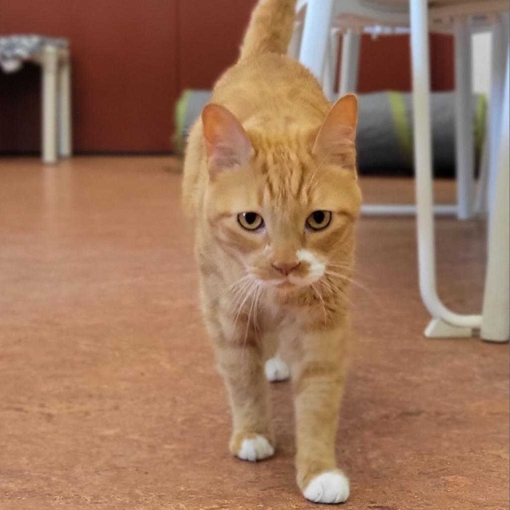 Tig, an adoptable Domestic Short Hair in Glenwood Springs, CO, 81601 | Photo Image 2