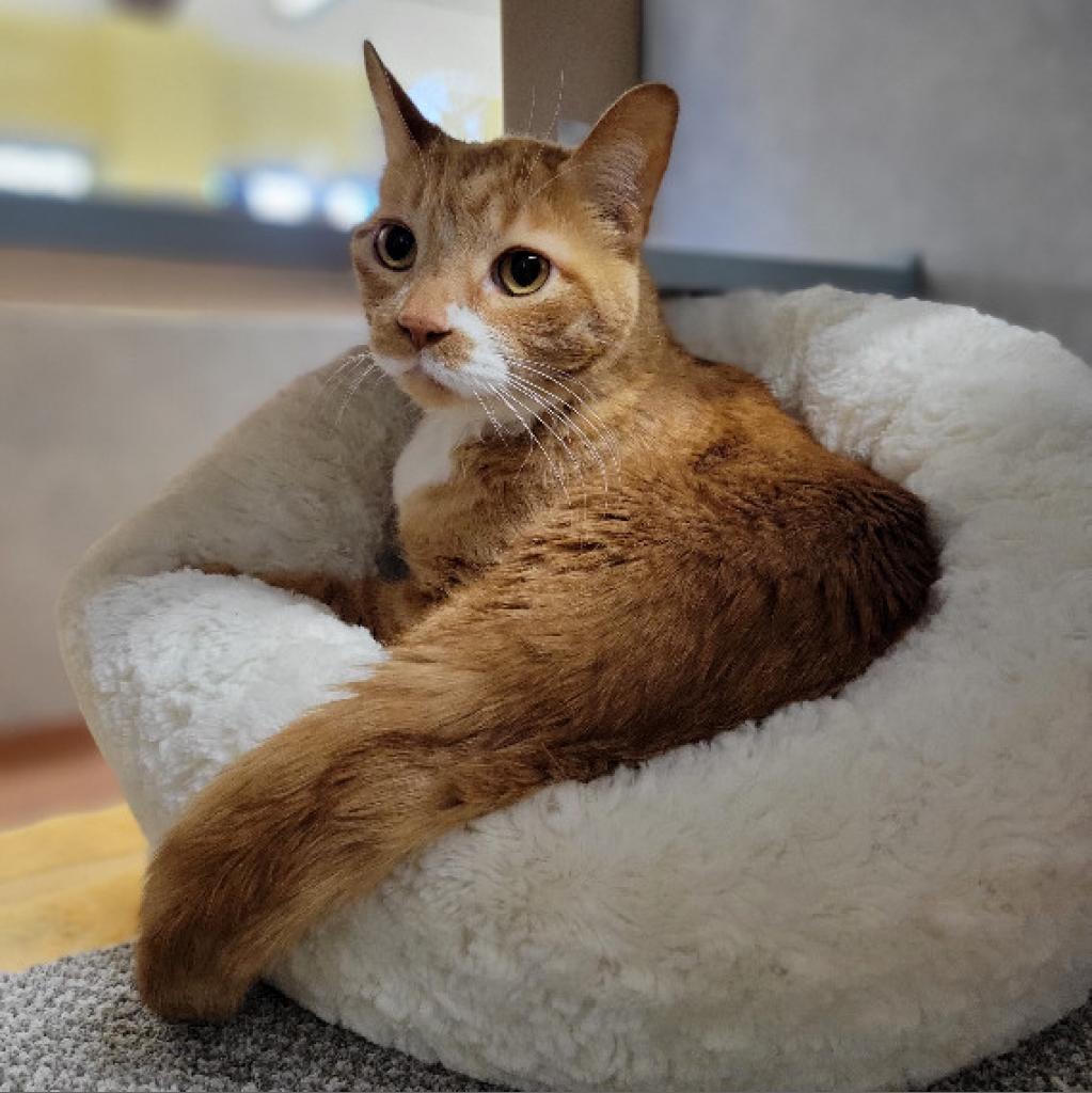 Tig, an adoptable Domestic Short Hair in Glenwood Springs, CO, 81601 | Photo Image 3