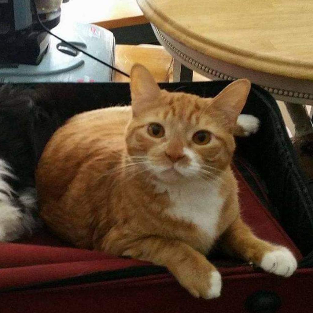 Tig, an adoptable Domestic Short Hair in Glenwood Springs, CO, 81601 | Photo Image 6