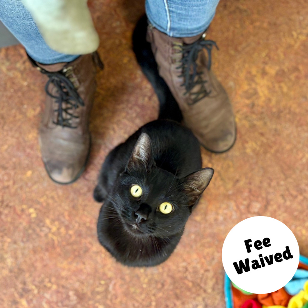 Ezekiel, an adoptable Domestic Short Hair in Glenwood Springs, CO, 81601 | Photo Image 1