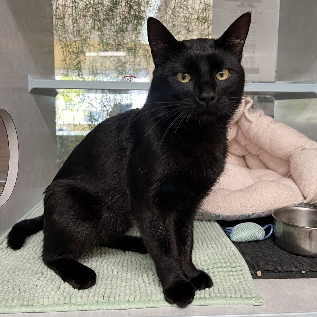 Ezekiel, an adoptable Domestic Short Hair in Glenwood Springs, CO, 81601 | Photo Image 2