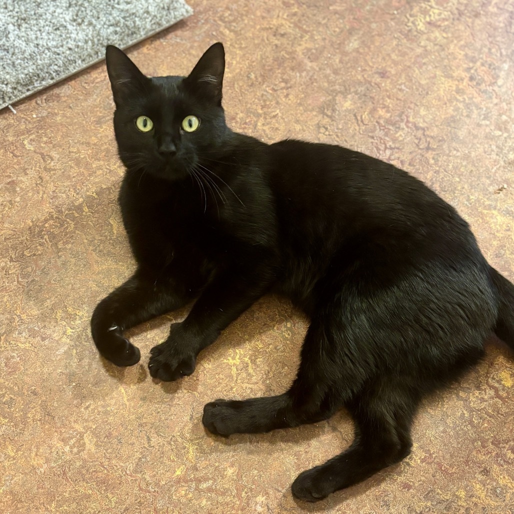 Ezekiel, an adoptable Domestic Short Hair in Glenwood Springs, CO, 81601 | Photo Image 3