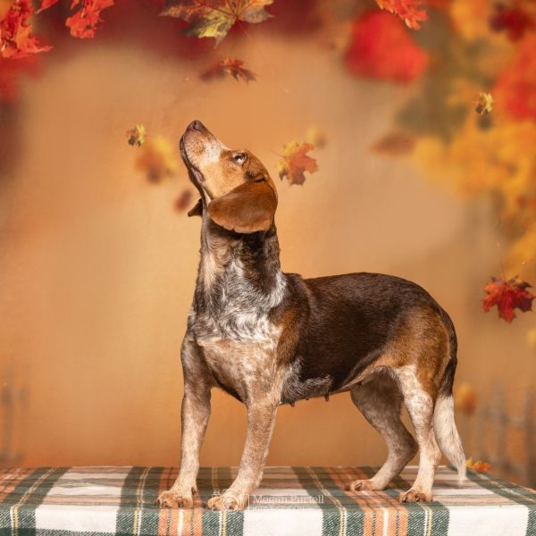 Freckles thumbnail 2