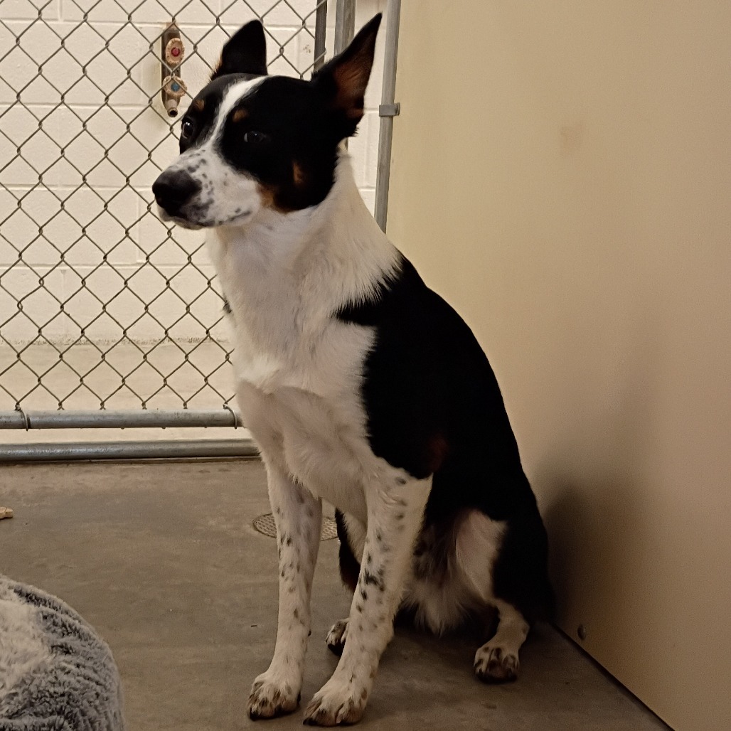 Winter, an adoptable Australian Cattle Dog / Blue Heeler, Border Collie in Cody, WY, 82414 | Photo Image 1