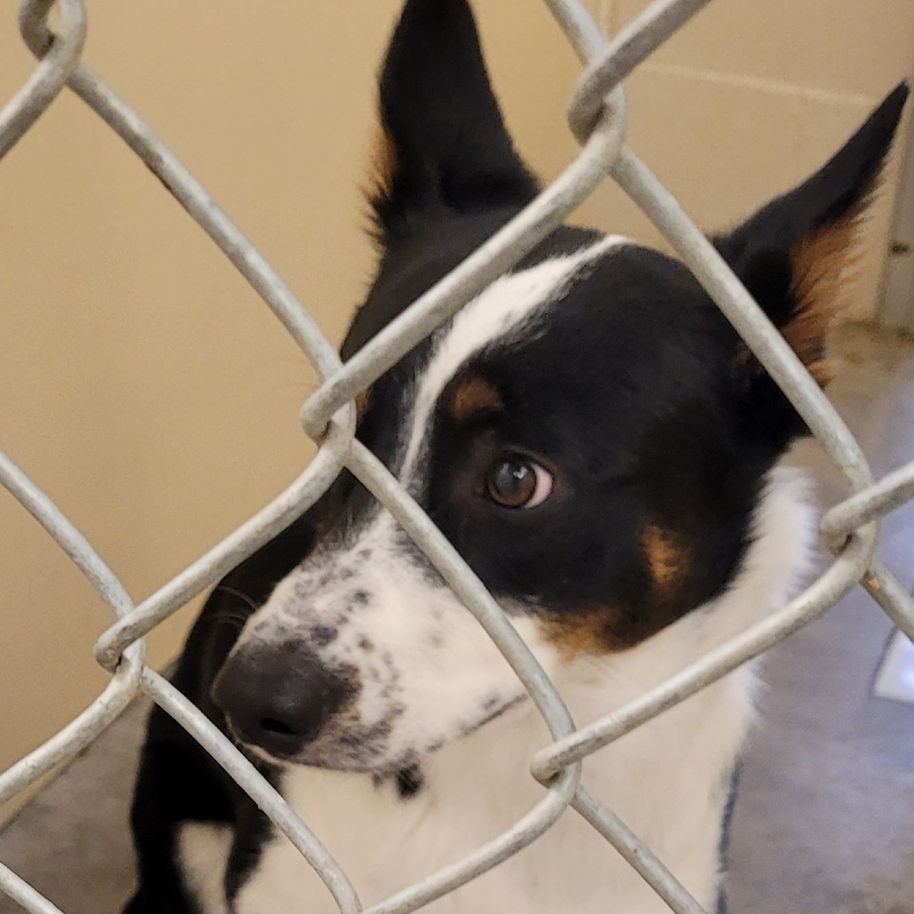 Winter, an adoptable Australian Cattle Dog / Blue Heeler, Border Collie in Cody, WY, 82414 | Photo Image 2