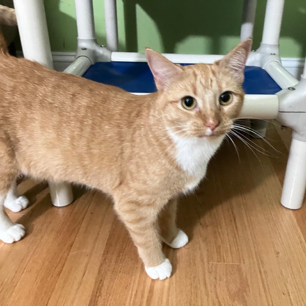 Penny