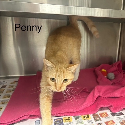 Penny