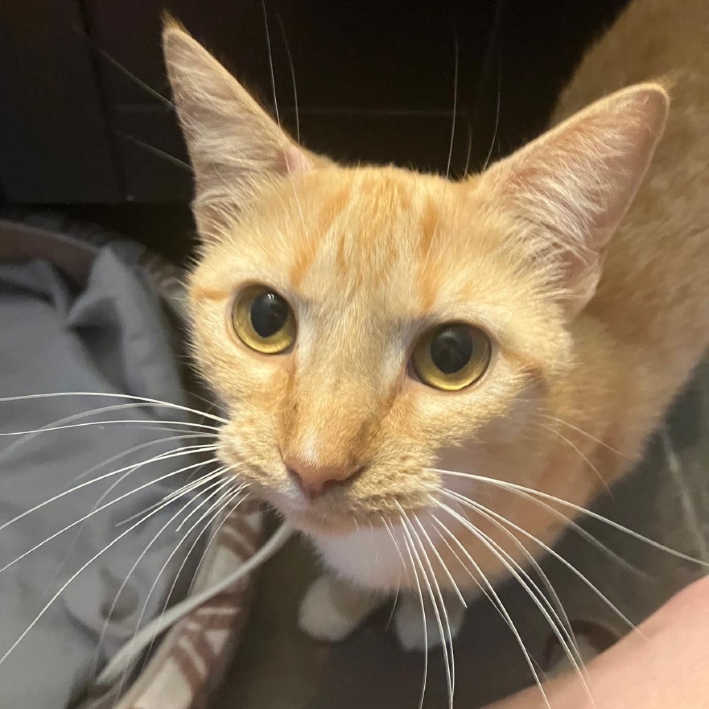 Penny
