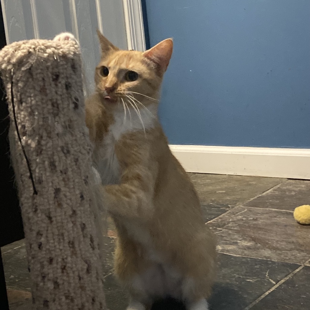 Penny