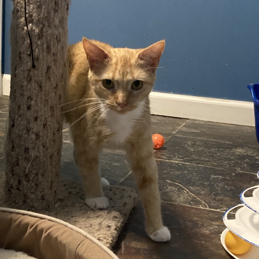 Penny