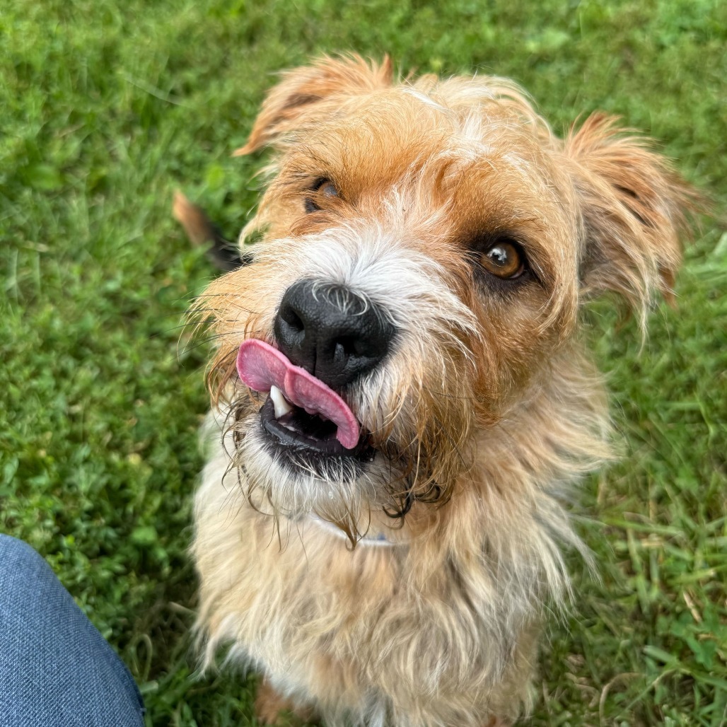 Fozzie