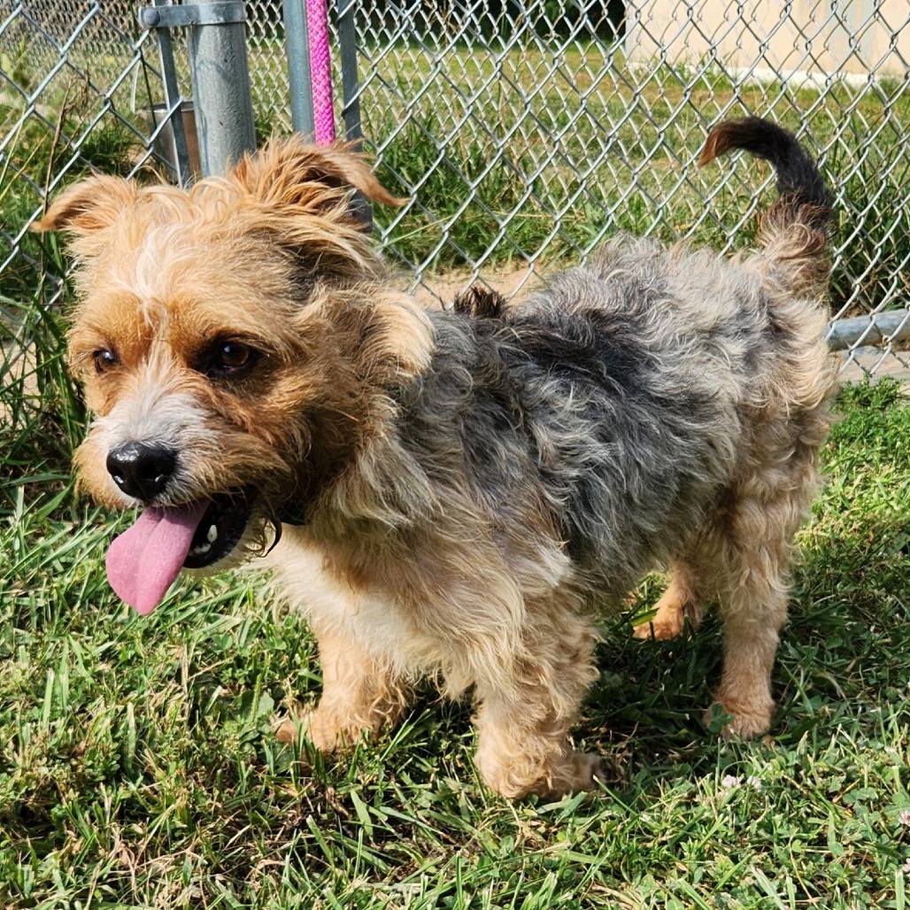 Fozzie