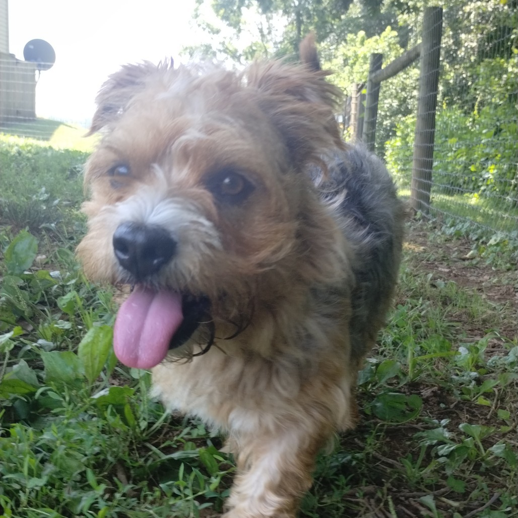Fozzie