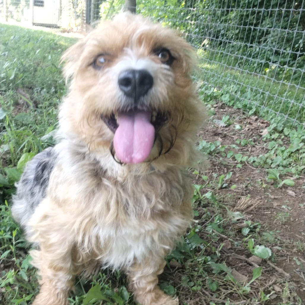Fozzie