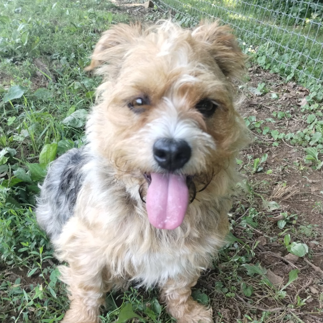 Fozzie