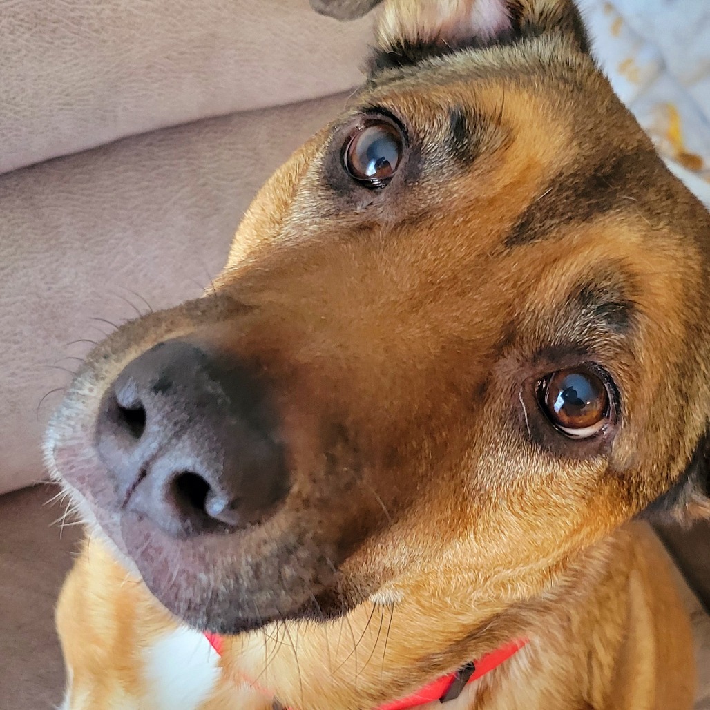 Koda
