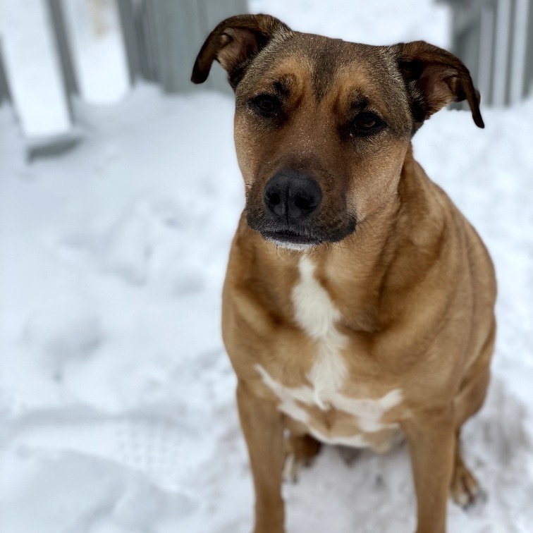 Koda