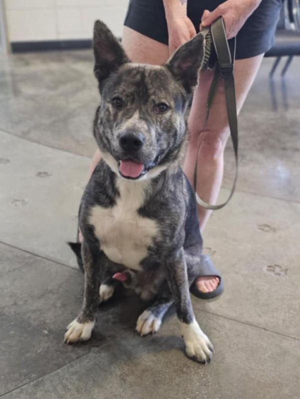 Found Stray: Enzo photo 1