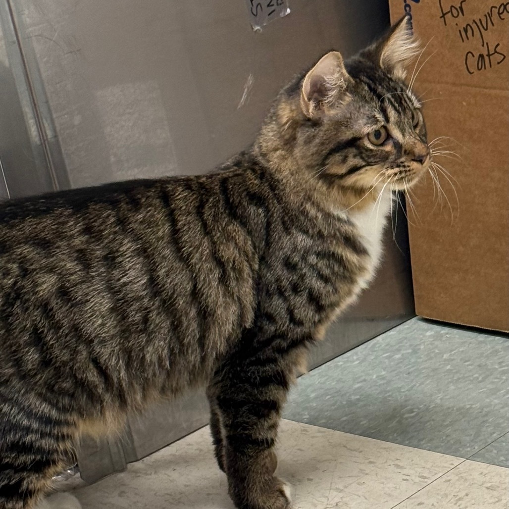 Bubba, an adoptable Domestic Medium Hair in Mount Shasta, CA, 96067 | Photo Image 1