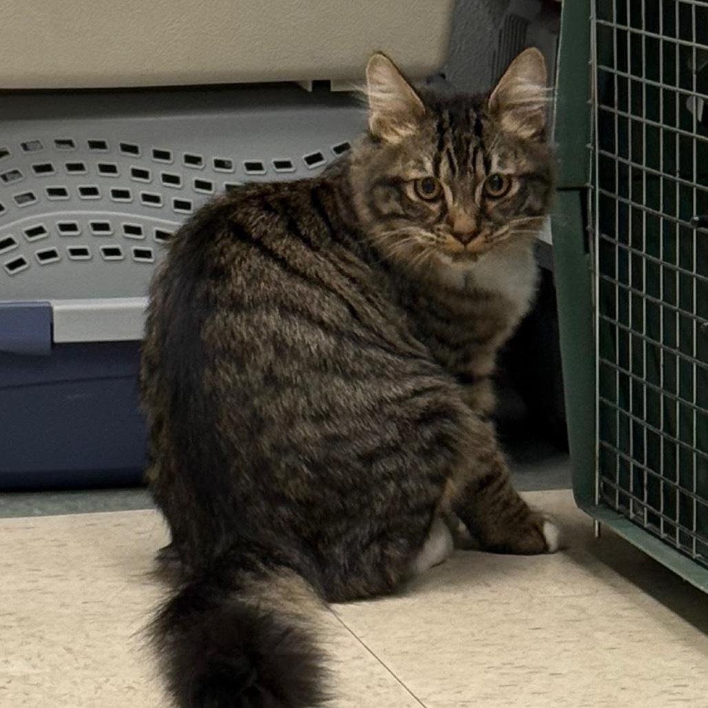 Bubba, an adoptable Domestic Medium Hair in Mount Shasta, CA, 96067 | Photo Image 2