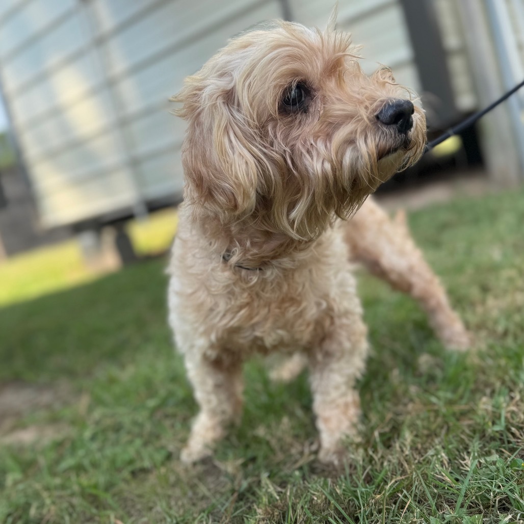 Horace Nebbercracker