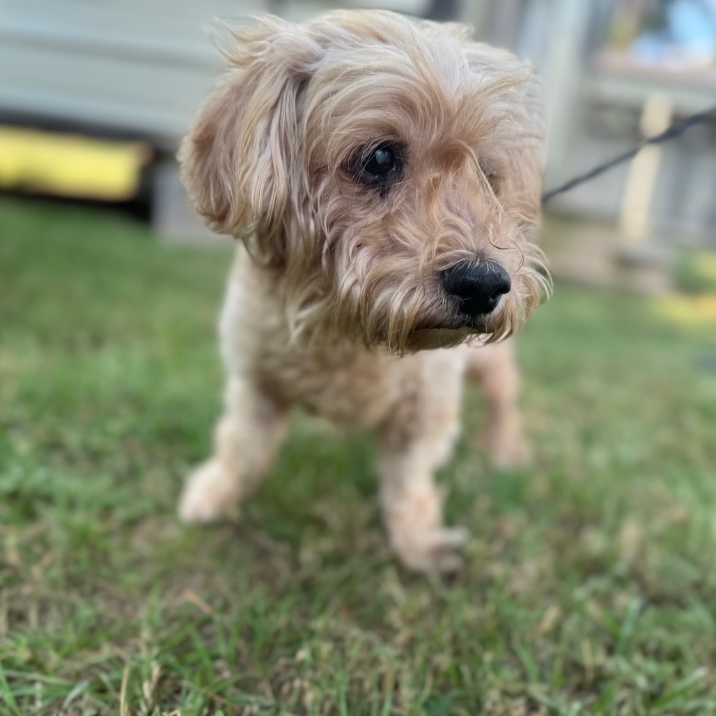 Horace Nebbercracker