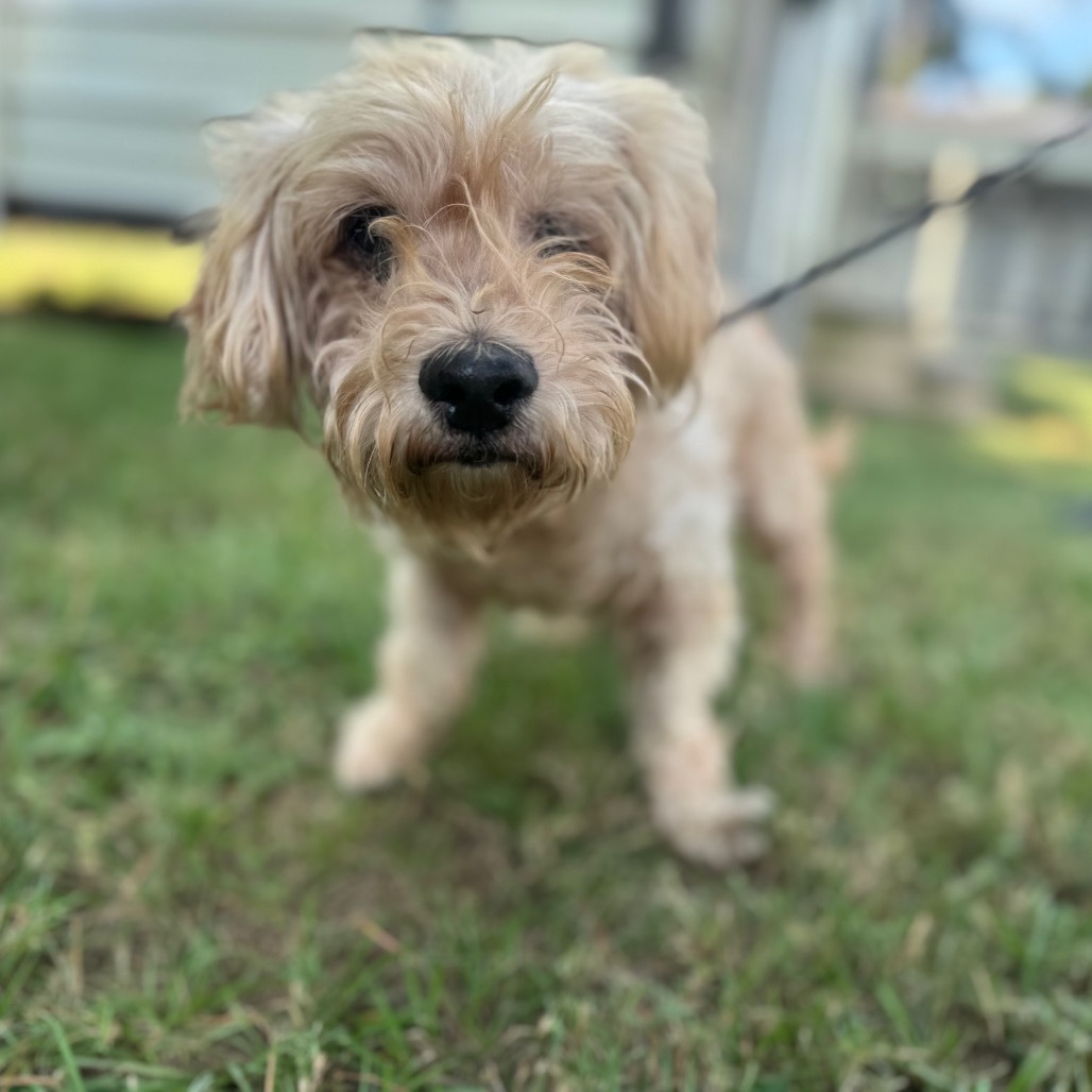 Horace Nebbercracker