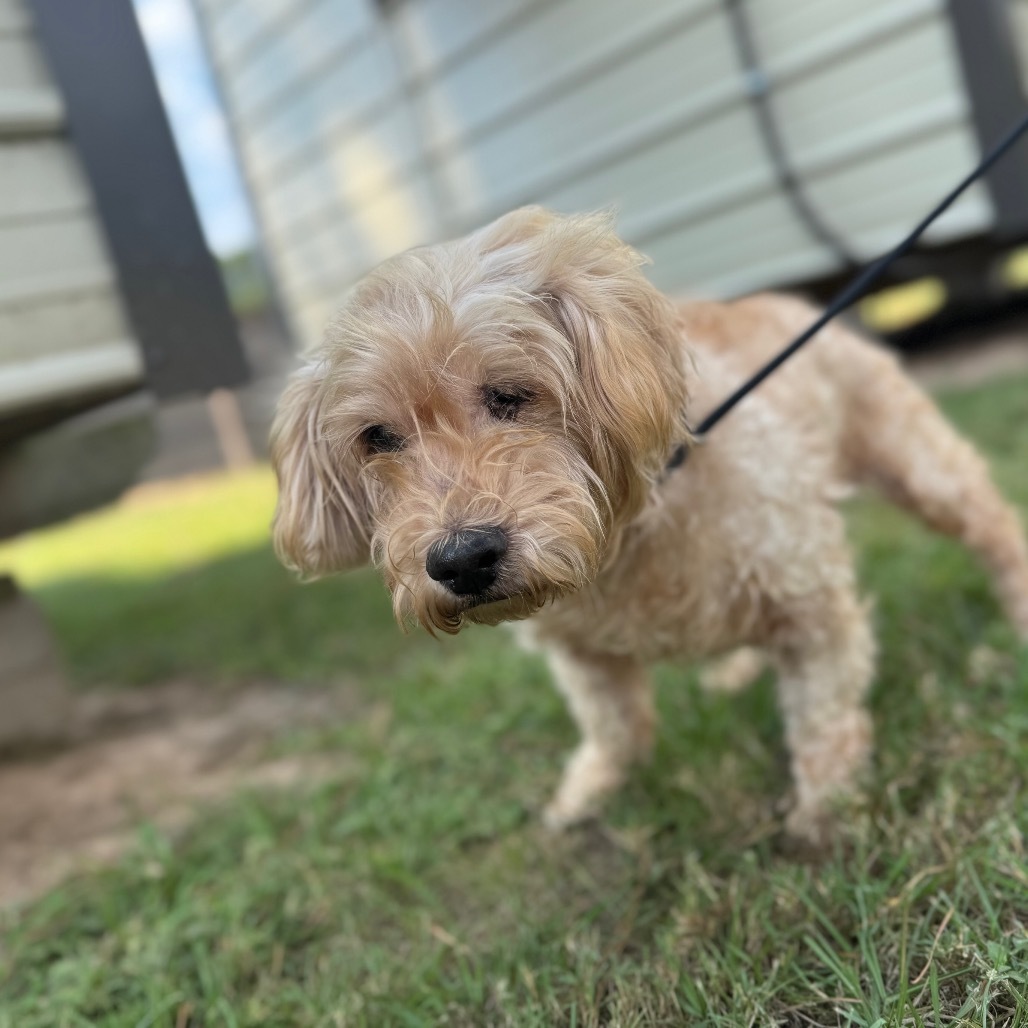 Horace Nebbercracker