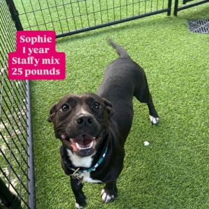 Sophie