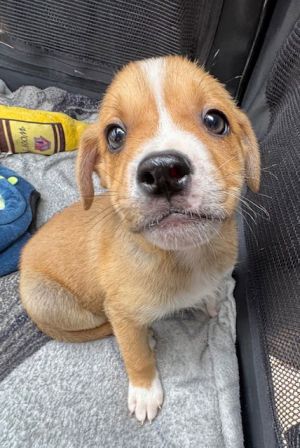 Georgie