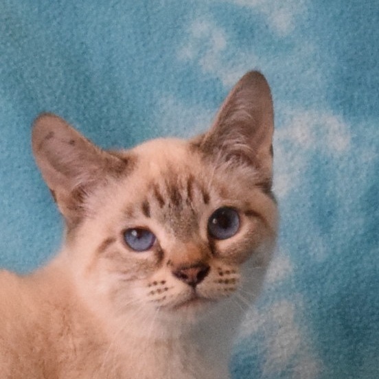 Itty Bitty (Yettus), an adoptable Domestic Short Hair, Siamese in Eureka, CA, 95503 | Photo Image 1